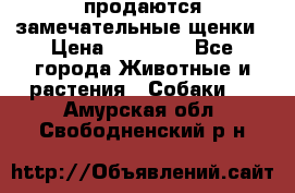 продаются замечательные щенки › Цена ­ 10 000 - Все города Животные и растения » Собаки   . Амурская обл.,Свободненский р-н